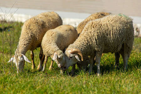 Mother sheep and lamb smelling each other in Turkey