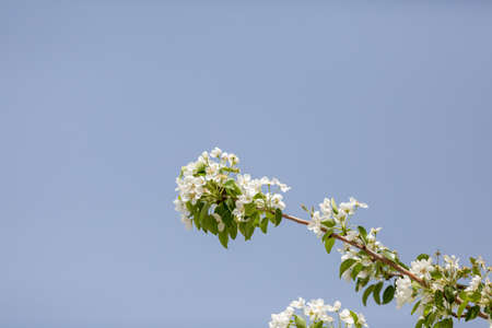Pear tree flowers blooming in spring in Turkey
