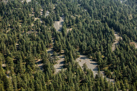 Close-up shot of cedar forest in Antalya - Turkey