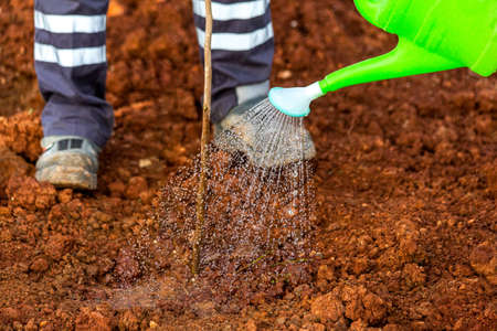 People planting a tree and giving it water in Turkeyの写真素材