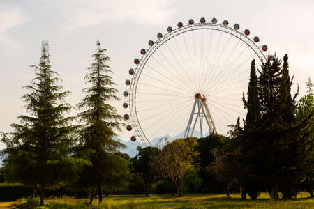Ferris wheel among green treesの写真素材