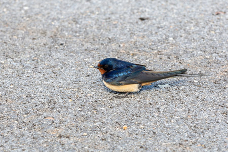 The common house martin (Delichon urbicum), sometimes called the northern house martin or, particularly in Europe, is a migratory passerine bird of the swallowの写真素材