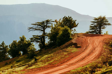 Cedar forest landscape and dirt road in Turkeyの写真素材