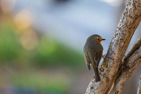 Robin or pomegranate Nightingale is a species of bird classified in the family flycatcher. Erithacus...
