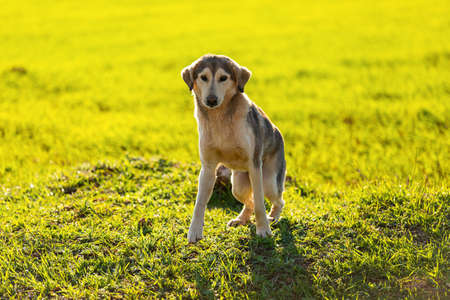 A dog with short spine syndrome