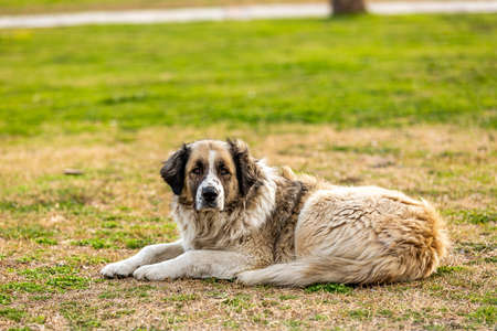 A lonely stray dog in Antalya