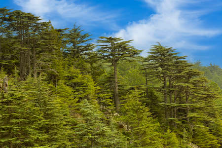 Close-up shot of cedar forest in Antalya - Turkey.