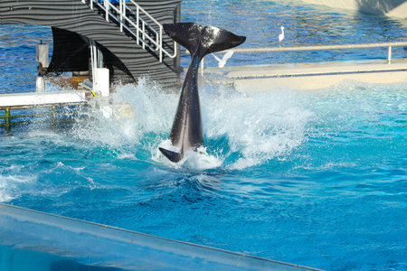 San Diego - USA, 03 14 2014: SeaWorld San Diego Killer Whale (orca) Exhibit. An orca whale performs during the One Ocean show at SeaWorld San Diego.のeditorial素材
