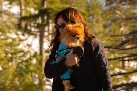 A pomeranian in the lap of its owner