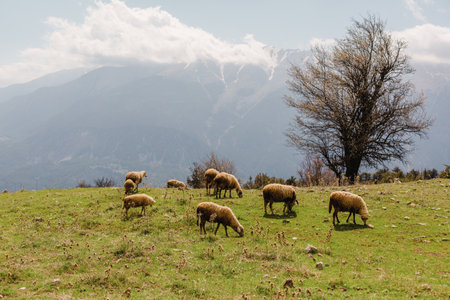 A flock of sheep grazing in the high mountains. Sheep on the plateau.の写真素材