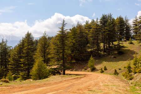 Cedar forest landscape and dirt road in Turkey.