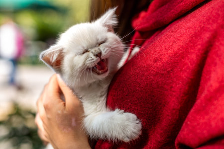 A white kitten with blue eyes.の写真素材
