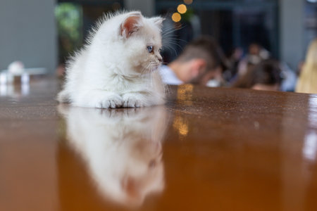 A white kitten with blue eyes.の写真素材