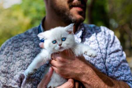 A white kitten with blue eyes on a human lap.の写真素材