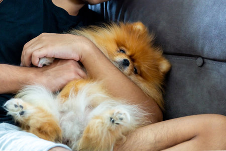 Pomeranian dog lying in his friend's lapの写真素材