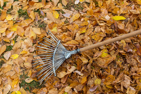 A rake that collects fallen leaves from trees in the fall. yellow leavesの写真素材