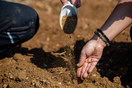 Hands sowing seeds into the soil.の写真素材
