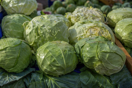 Cabbage, comprising several cultivars of Brassica oleracea, is a leafy green, red (purple), or white (pale green) biennial plant grown as an annual vegetable crop for its dense-leaved heads.の写真素材