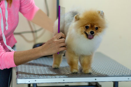 Pomeranian dog being groomed at Pet Hairdresser in Turkeyの写真素材