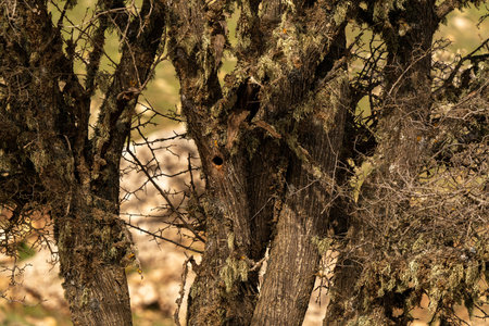 Woodpecker nest in an old cedar tree in Turkey