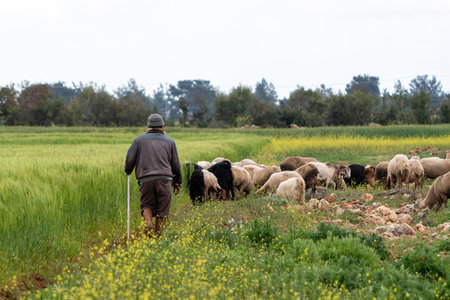 Old shepherd grazing his sheep in Turkeyの写真素材