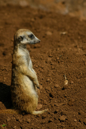 Meerkat (Suricata suricatta) standing on the ground
