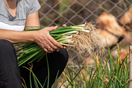 Woman growing and harvesting vegetables in the garden in Turkeyの写真素材