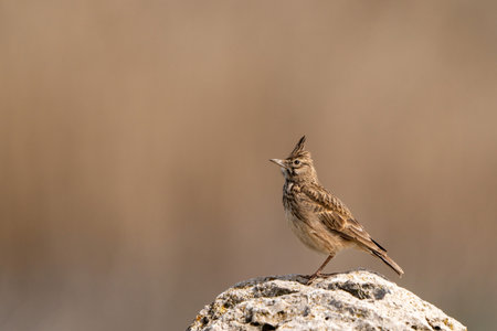 Crested Lark on the Rock. copy space in Turkeyの写真素材