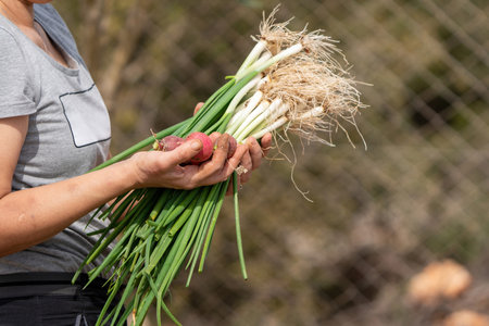 Woman growing and harvesting vegetables in the garden in Turkeyの写真素材