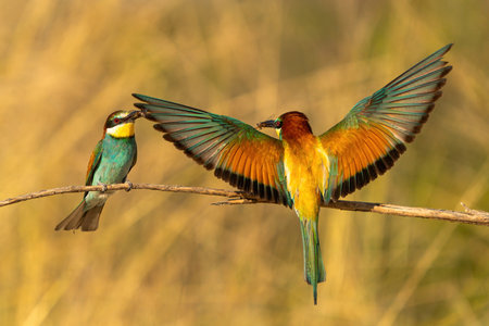 The bee-eater on its perch. Colorful birds.
