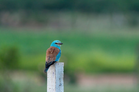 Europan roller perched on a poleの写真素材