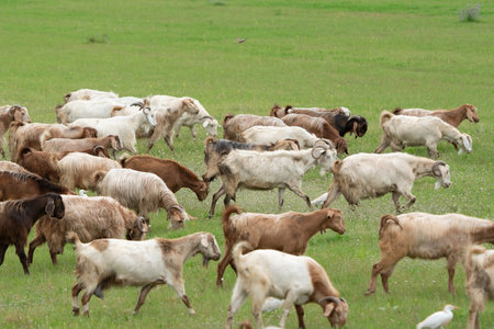 Cattle Egret and Goat feeding together in the pasture.の写真素材