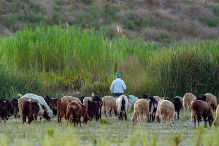 Old shepherd grazing his sheep and goatsの写真素材