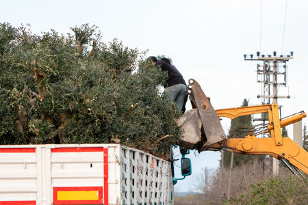 People cutting down olive trees and loading them onto a lorry. Tree slaughter.