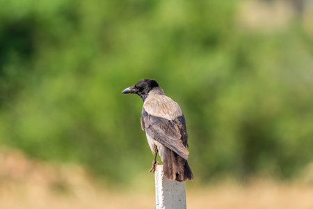 Carrion crow sitting on concrete fence