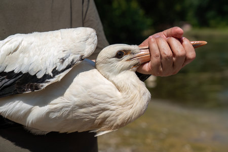 A treated stork will be released into the wild in Turkeyの写真素材