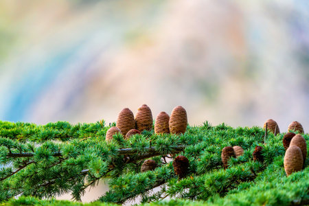 Cones on a pine tree. New cones.の写真素材