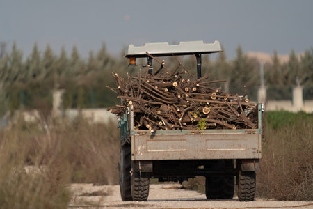 Forester taking cut trees and bushes with a tractor in Turkey