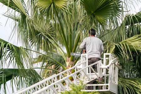 Worker pruning a palm tree with a tree sawの写真素材