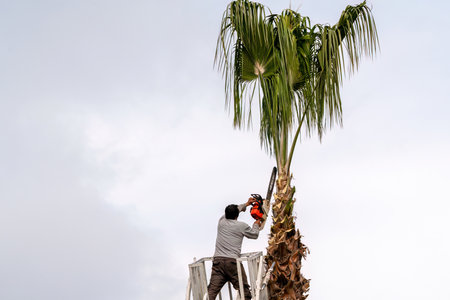 Worker pruning a palm tree with a tree sawの写真素材