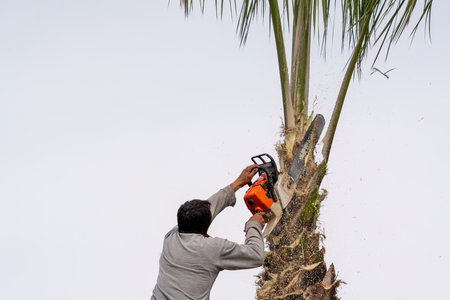 Worker pruning a palm tree with a tree sawの写真素材