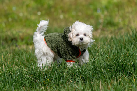 White puppy playing in the grass.の写真素材