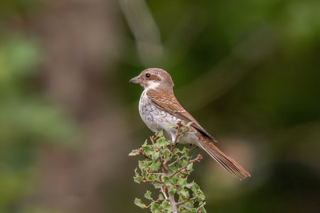 Red-Backed Shrike perched on a bushの写真素材