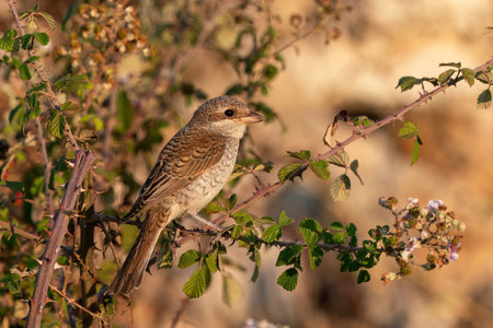 Red-Backed Shrike perched on a bushの写真素材