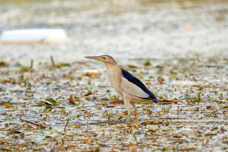 Little Bittern in the swamp