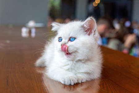 A white kitten with blue eyes on the tableの写真素材