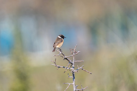 The European stonechat (Saxicola rubicola)の写真素材