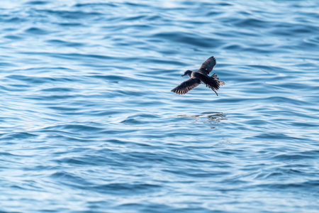 A shearwater diving in the background on a wavy blue sea. Blurred Photoの写真素材