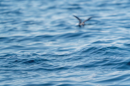 A shearwater diving in the background on a wavy blue sea. Blurred Photoの写真素材