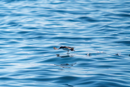 A shearwater diving in the background on a wavy blue sea. Blurred Photoの写真素材